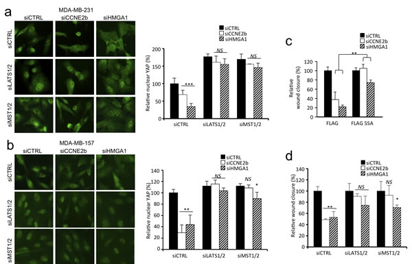 HMGA1 and CCNE2 regulate YAP localization in a MST1/2 and LATS1/2 kinase-dependent manner in breast cancer cells.