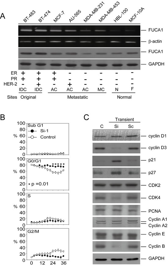 Transient inhibition of FUCA1 expression inhibits human breast cancer cell proliferation.