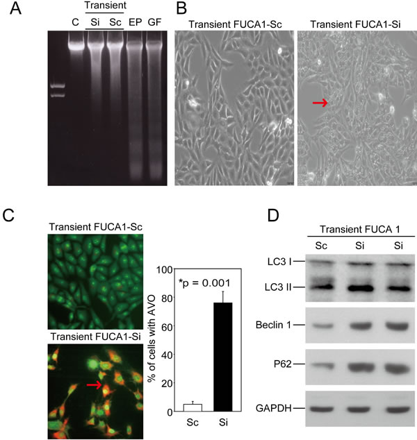 Transient inhibition of FUCA-induced autophagic cell death in MDA-MB-231 cells.