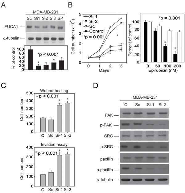 FUCA inhibition in MDA-MB-231 cells produces a selective pro-metastatic pressure on primary tumor cells.