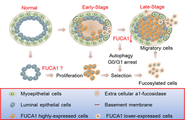 Schematic of the involvement of FUCA1 in the tumorigenic capacity of breast cancer cells.