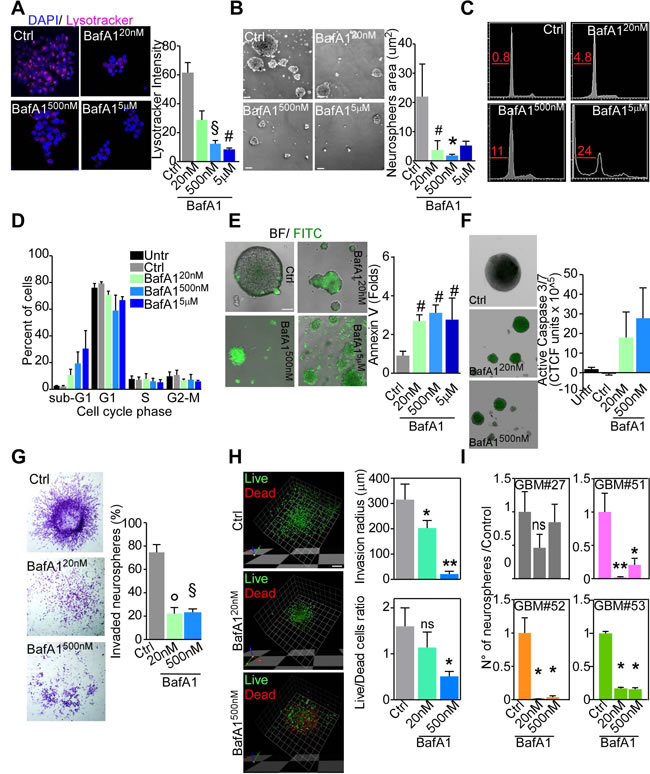 V-ATPase targeting through bafilomycin A1 abrogates GBM stem cells.