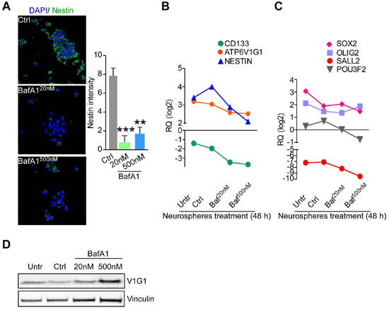 Bafilomycin A1 repress stemness features of GBM neurospheres.