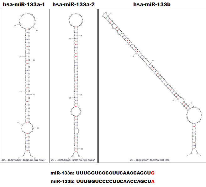 Alignment of miR-133a-1, miR-133a-2 and miR-133b.