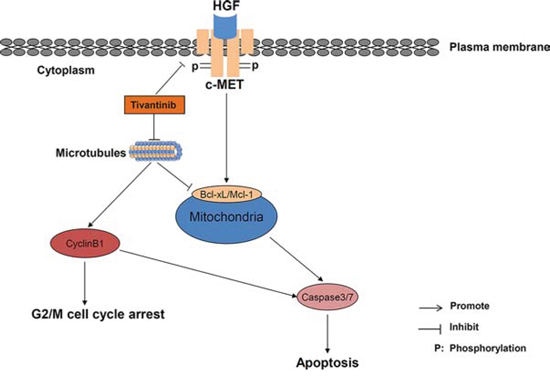 Schematic diagram of the postulated interaction between tivantinib and intracellular mechanisms of apoptosis and cell cycle regulation.