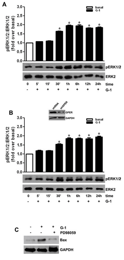 G-1-induced MAPK activation correlates with an increased protein expression of proapoptotic Bax.