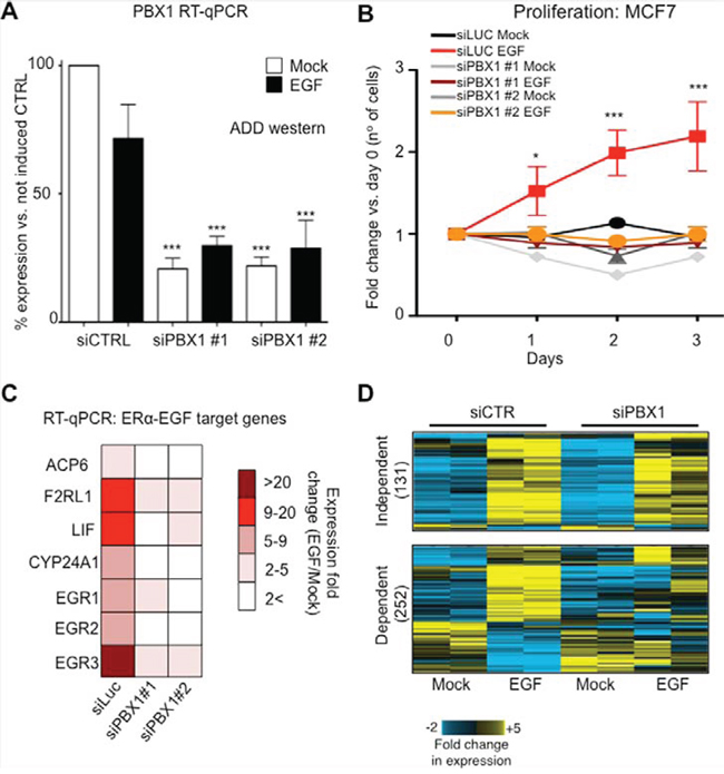PBX1 is required to activate EGF signaling in ER&#x03B1; breast cancer cells.