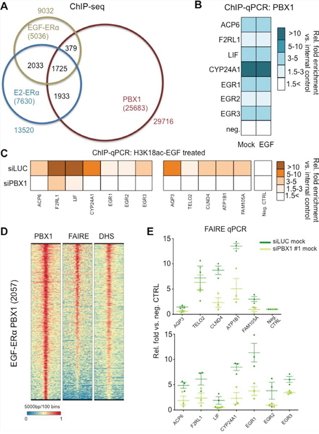 PBX1 regulate chromatin status at EGF-ER&#x03B1; binding sites.