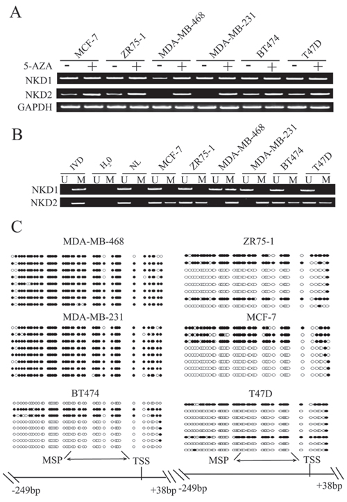 The expression and methylation status of NKD1 and NKD2 in breast cancer cells.