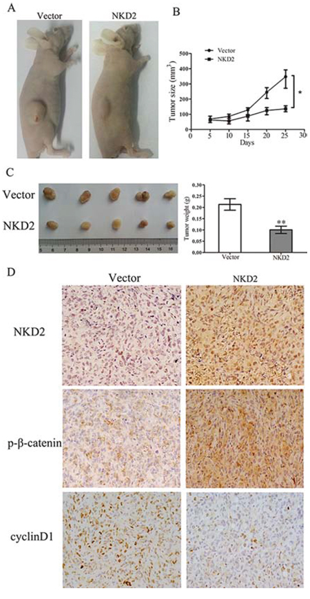 NKD2 suppresses tumor growth in xenograft mice.