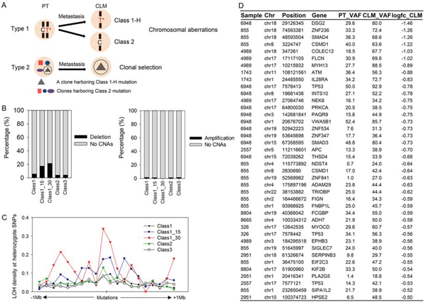 Co-occurrence of Class 1-H or Class 2 mutations with chromosomal aberrations.