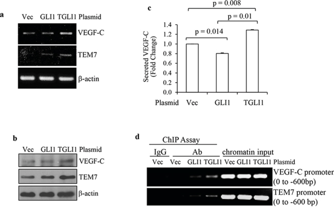 TGLI1 upregulates VEGF-C and TEM7 gene expression.