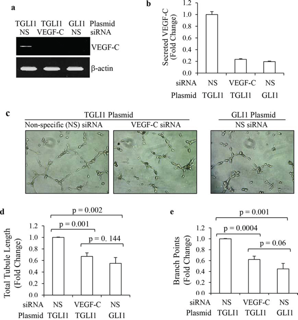 TGLI1 promotes in vitro angiogenesis via VEGF-C.