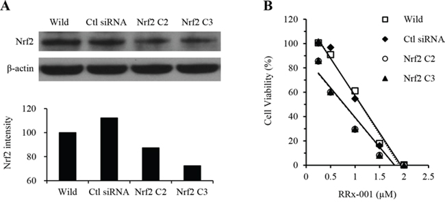 Effect of RRx-001 in SCC VII tumor cells transfected with Nrf2-specific siRNA.