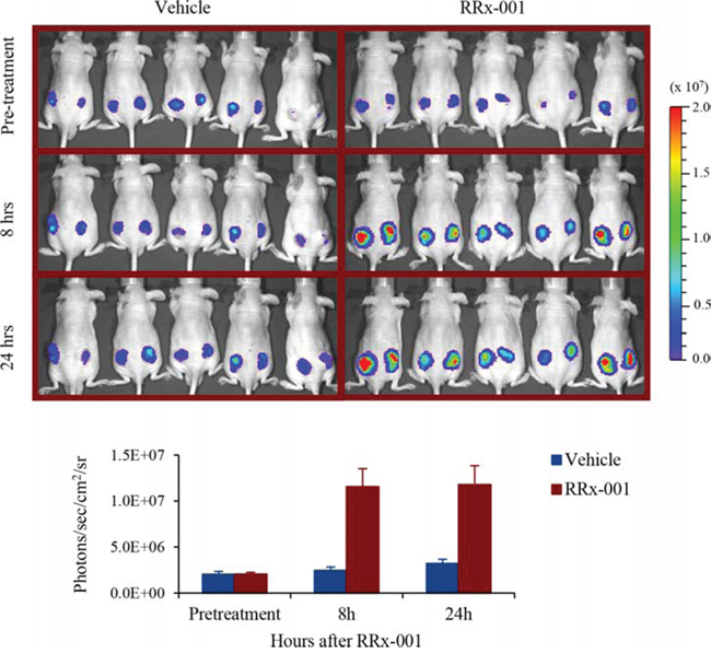 Optical bioluminescence imaging of ARE-FLUC activation by RRx-001 treatment in nude mice bearing SCC VII tumor xenograft.