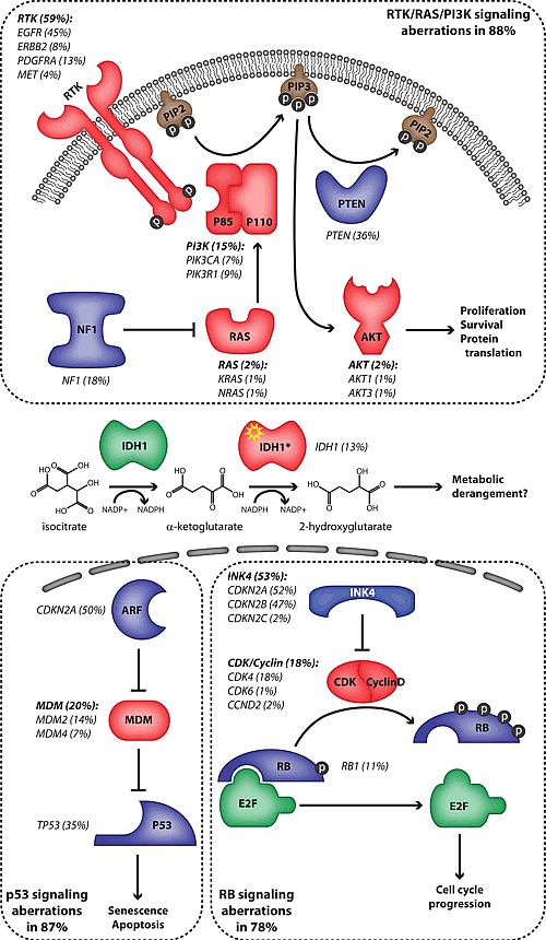 Frequency of pathway mutations in high-grade astrocytoma.