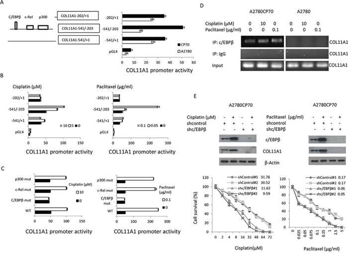The c/EBP&#x03B2; binding site in the COL11A1 promoter is the major determinant of COL11A1 activation by anticancer drugs in chemoresistant ovarian cancer cells.