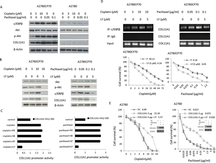 COL11A1 expression is increased by anticancer drugs via the Akt signalling pathway through c/EBP&#x03B2; activation in chemoresistant ovarian cancer cells.