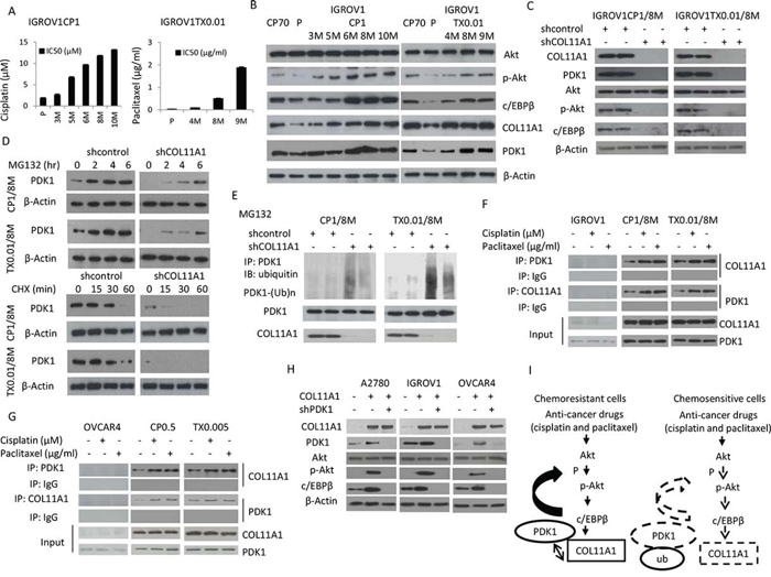 COL11A1 increases phosphorylated Akt via stabilization of PDK1 protein in chemoresistant ovarian cancer cells.