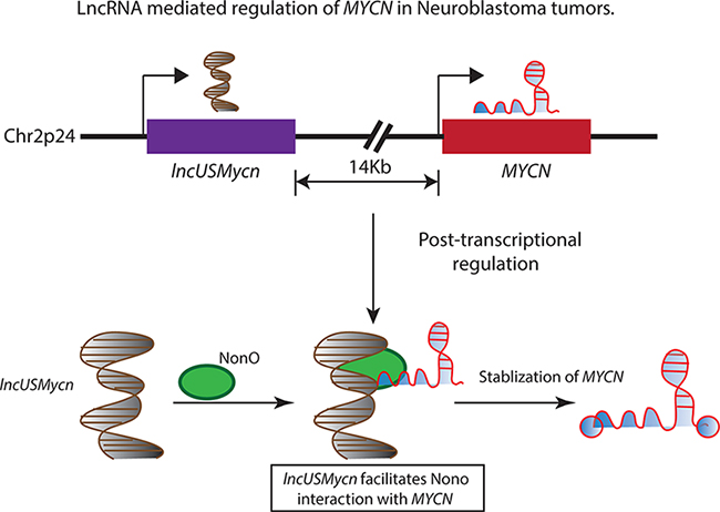 The 2p24 chromosomal region is amplified in several high-risk neuroblastoma patients and is associated with adverse outcomes.