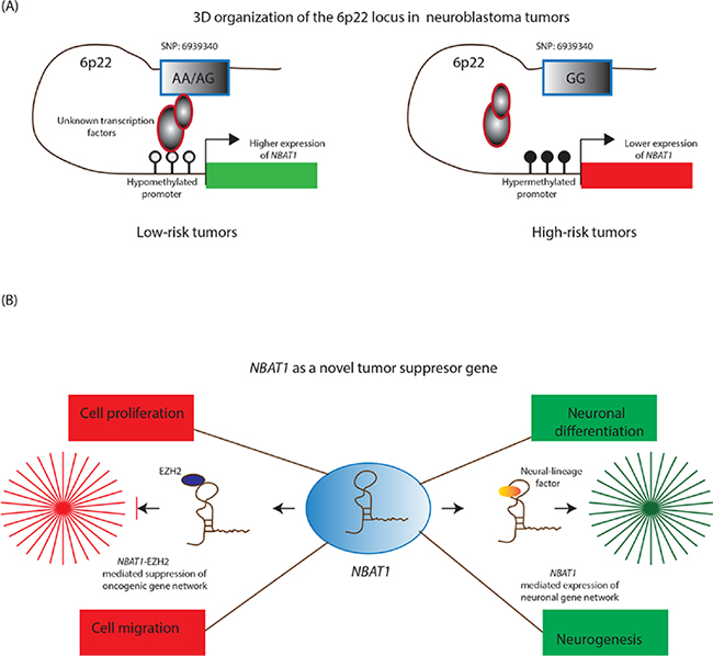 NBAT1 lncRNA controls neuroblastoma progression.