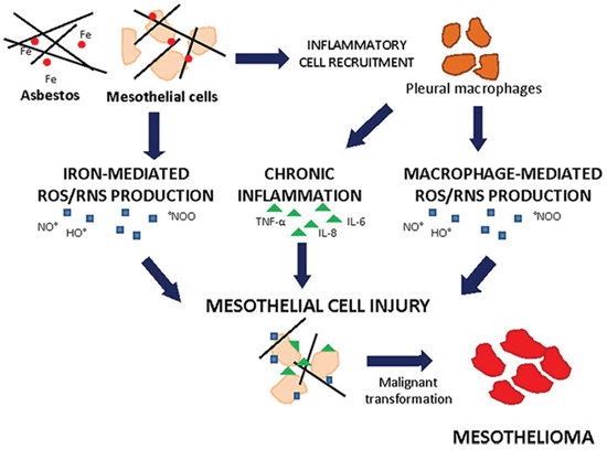 Asbestos-induced cell injury leading to mesothelioma.