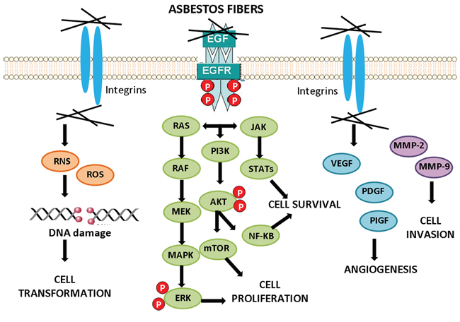 Cell signaling activation by asbestos.