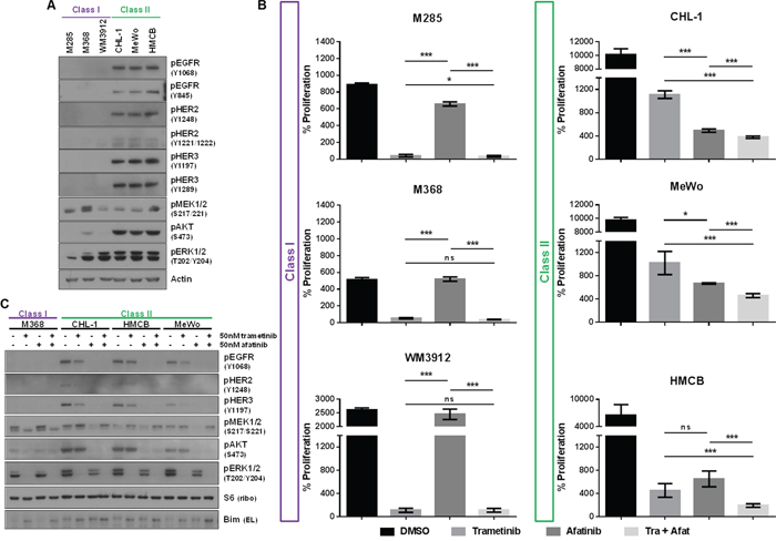 Class II Pan-Negative Melanoma Lines Exhibit Active ERBB Receptors and are Sensitive to ERBB Kinase Inhibition.