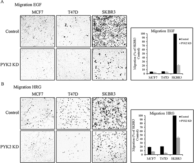 PYK2 depletion inhibits EGF/HRG-induced breast cancer cell migration.