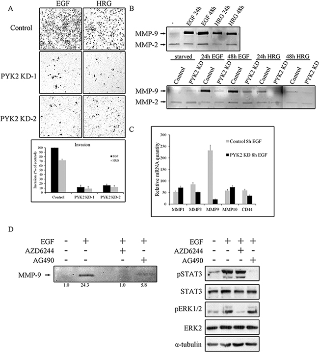 PYK2 depletion inhibits cell invasion and MMPs expression.