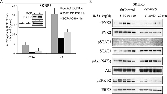 PYK2 affects EGF-induced IL8 expression while IL8 induces PYK2 phosphorylation.