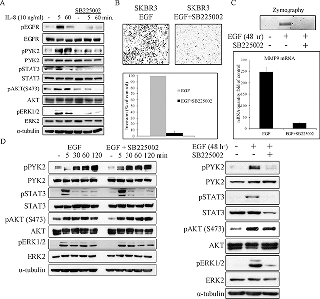 IL8 is essential for EGF-induced cell invasion, for MMP9 expression, and for prolonging downstream signaling.