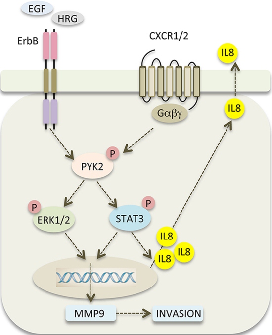 PYK2 links ErbB and IL8 receptors signaling to potentiate cell invasion.