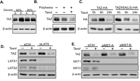 Taxol-induced TAZ degradation is independent of the Hippo pathway and cell detachment or floating.
