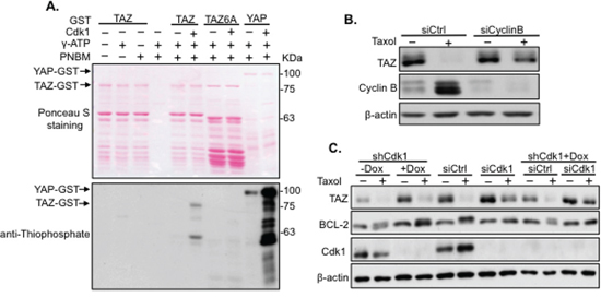 Taxol-induced TAZ phosphorylation and degradation is mediated by Cdk1.