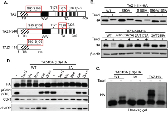 Mapping the Taxol-induced Cdk1 phosphorylation sites in TAZ.