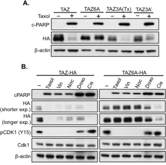 TAZ degradation after antitubulin drug treatment depends on six phosphorylation sites.