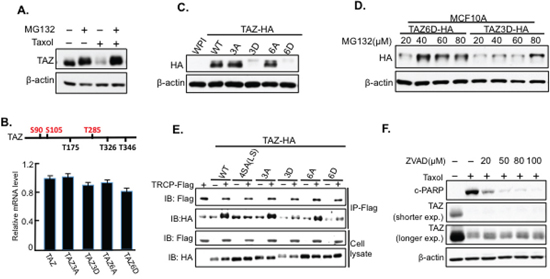 TAZ is degraded through the proteasome system independent of &#x03B2;-TRCP.