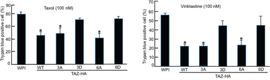 TAZ phosphorylation by Cdk1 sensitizes cells to antitubulin drugs.