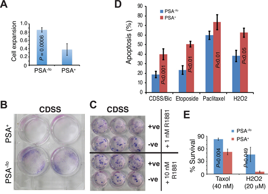 Differential apoptotic responses of PSA&minus;/lo and PSA+ LNCaP cells to therapeutics.