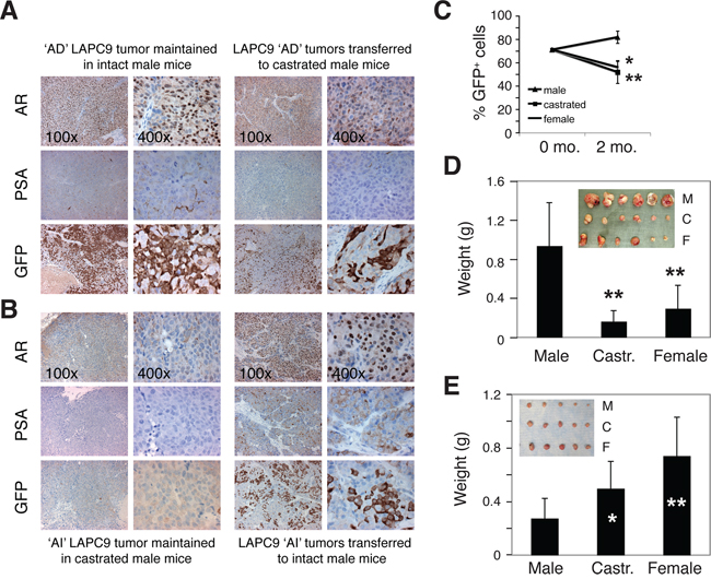 Systemic androgen levels regulate the relative abundance of PSA+ and PSA&minus;/lo cells in the tumors.