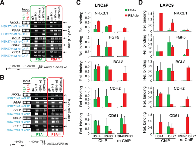 PSA&minus;/lo PCa cells show preferential gene promoter association with bivalent chromatin marks.