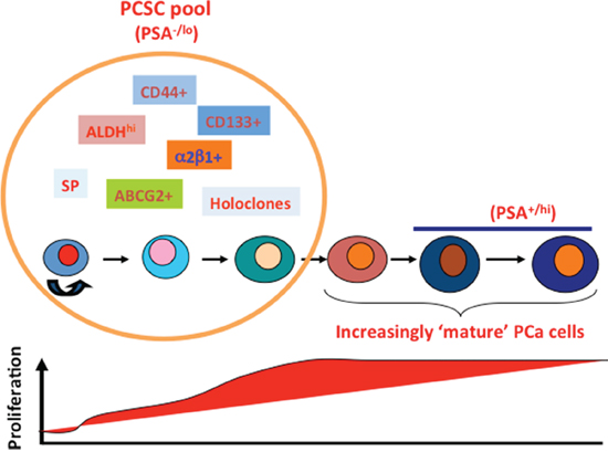 A hypothetical model of tumorigenic heterogeneity of human PCa cells.