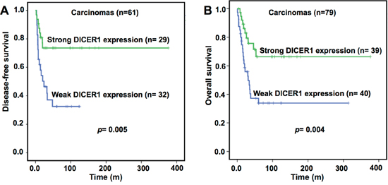 Impact of DICER1 protein expression on disease-free A. and overall B. survival in adult patients with ACC 79 tumor samples derived from primary surgery with complete clinical data).