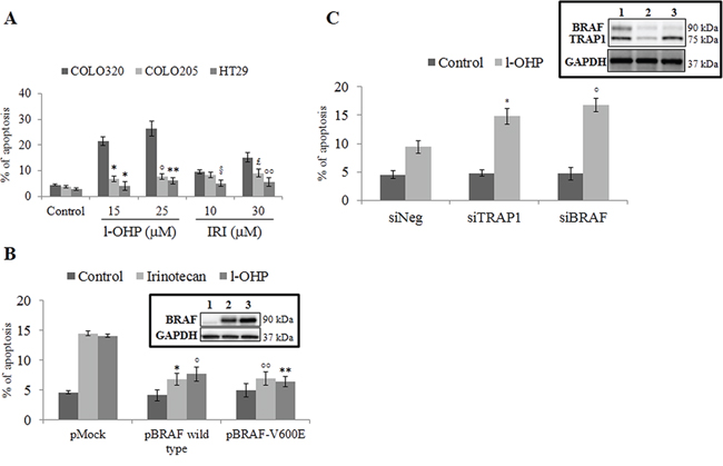 Activation of BRAF signaling protects from apoptosis.