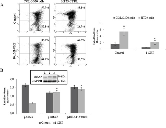 BRAF antiapoptotic activity involves the modulation of mitochondrial apoptotic pathway.