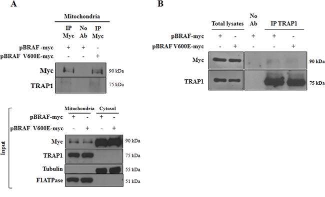 Interaction between TRAP1 and BRAF.