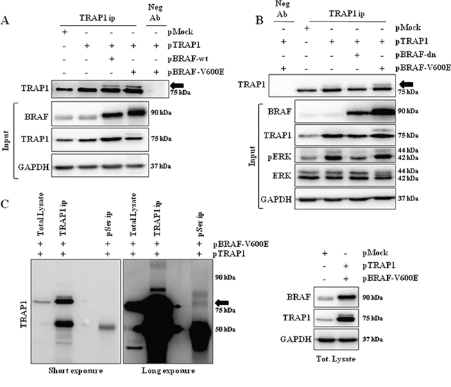 TRAP1 is serine-phosphorylated upon activation of BRAF signaling.