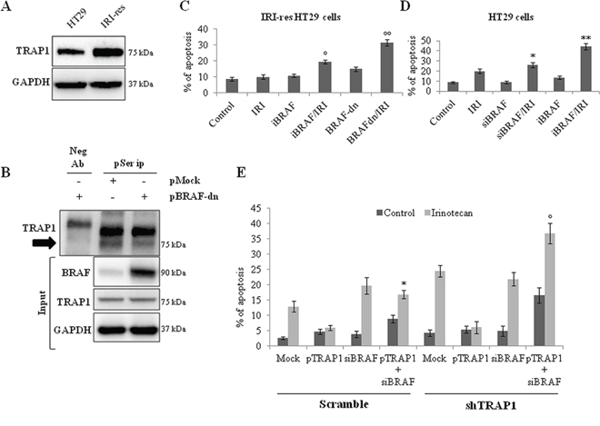 BRAF inhibition prevents TRAP1 serine phosphorylation and re-establish drug-sensitivity in irinotecan-resistant CRC cells.