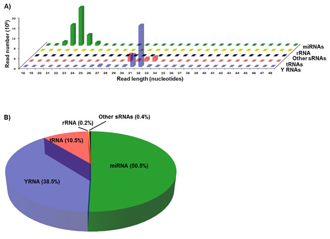 Length distribution and annotation of sequencing reads from serum small RNAs.